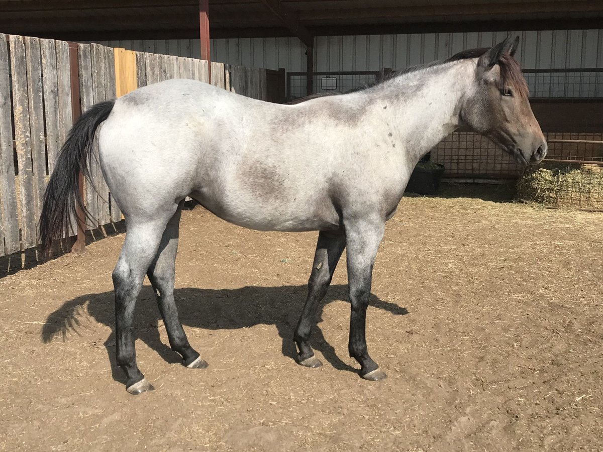 Quarter pony Hongre 6 Ans in Lexington