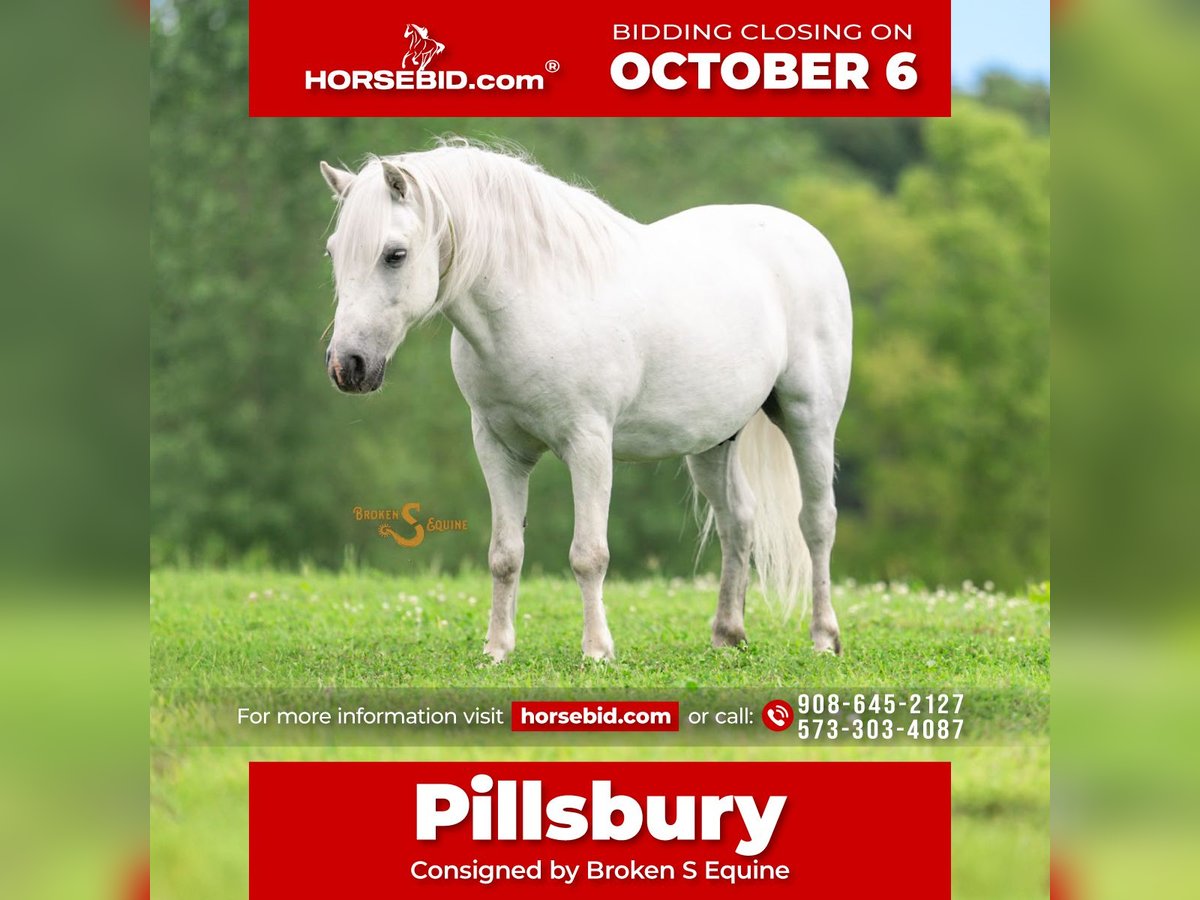 Quarter pony Croisé Hongre 7 Ans 119 cm Gris in Bogard