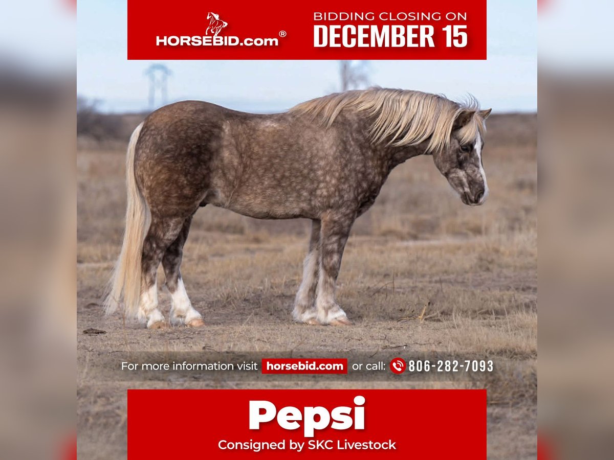 Quarter pony Hongre 7 Ans 127 cm Gris in Canyon