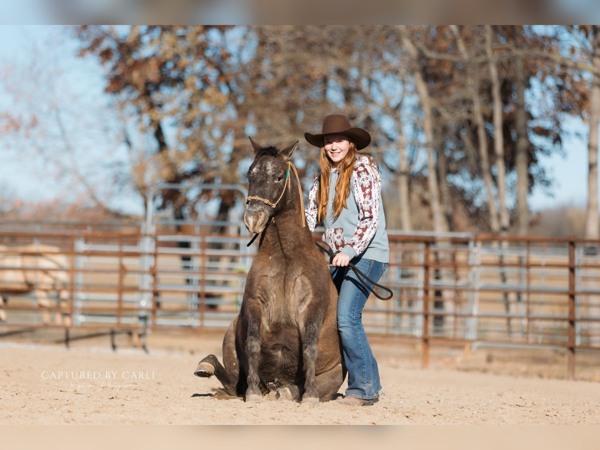 Quarter pony Hongre 8 Ans 122 cm in Lewistown