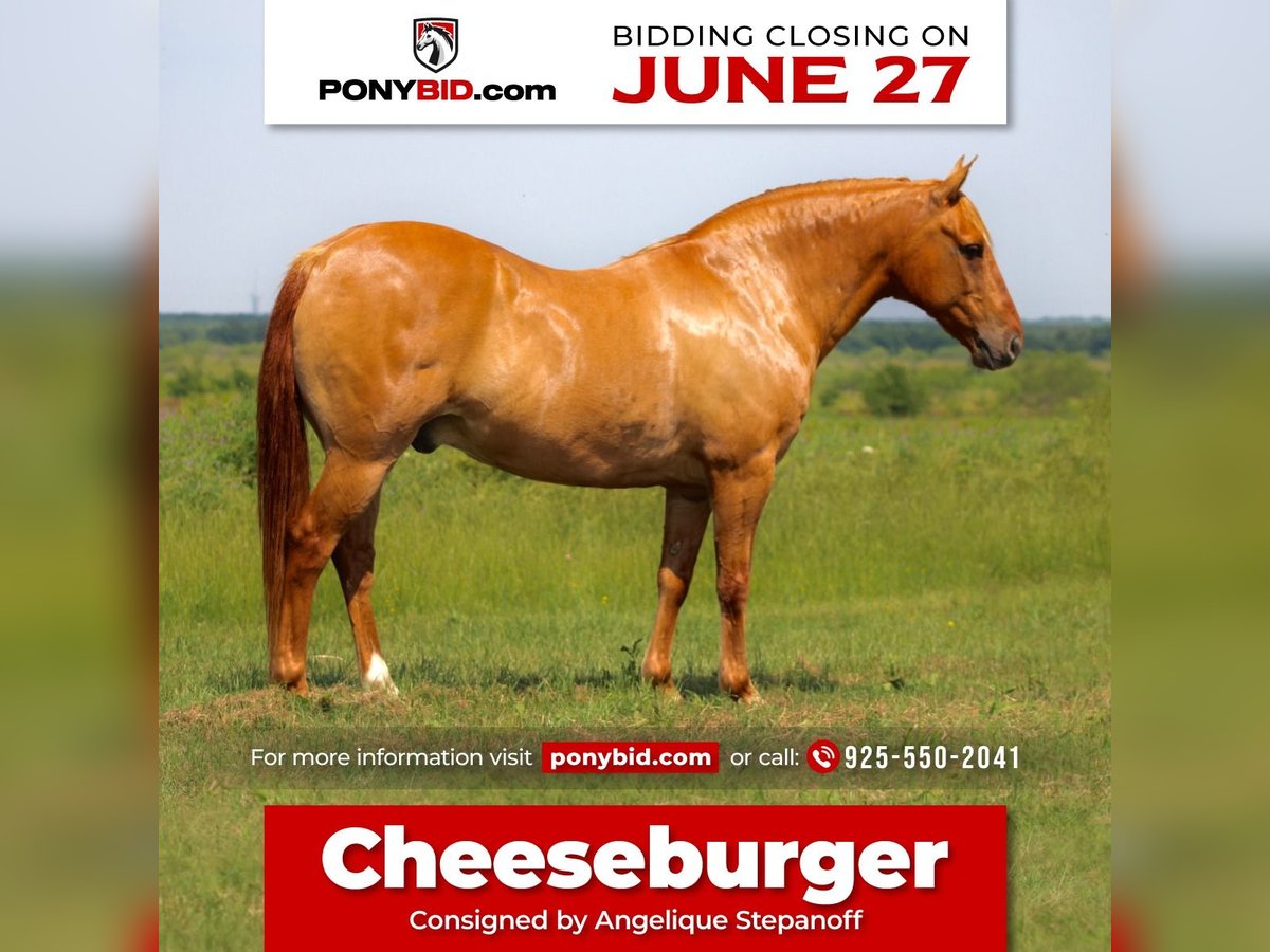 Quarter pony Hongre 8 Ans 132 cm Isabelle in Van, TX
