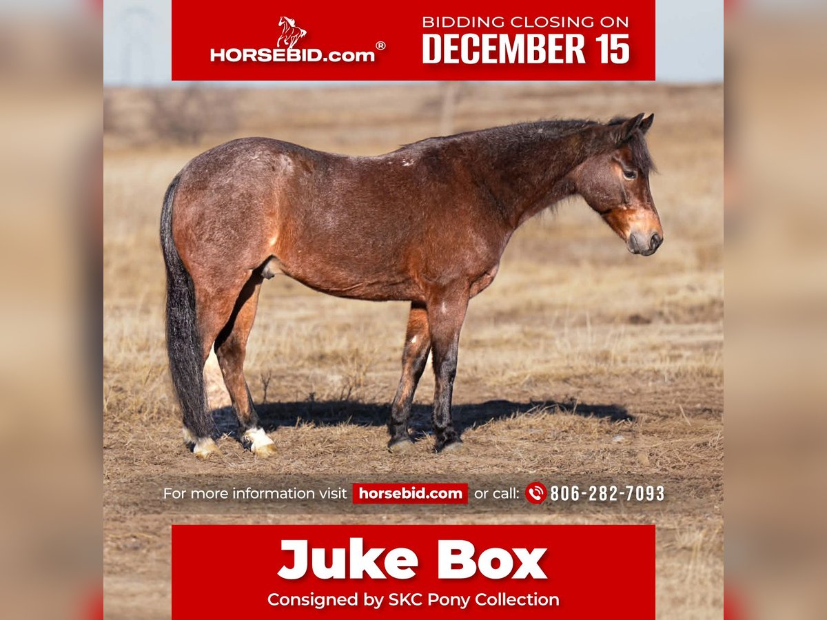 Quarter pony Hongre 9 Ans 132 cm Roan-Bay in Canyon