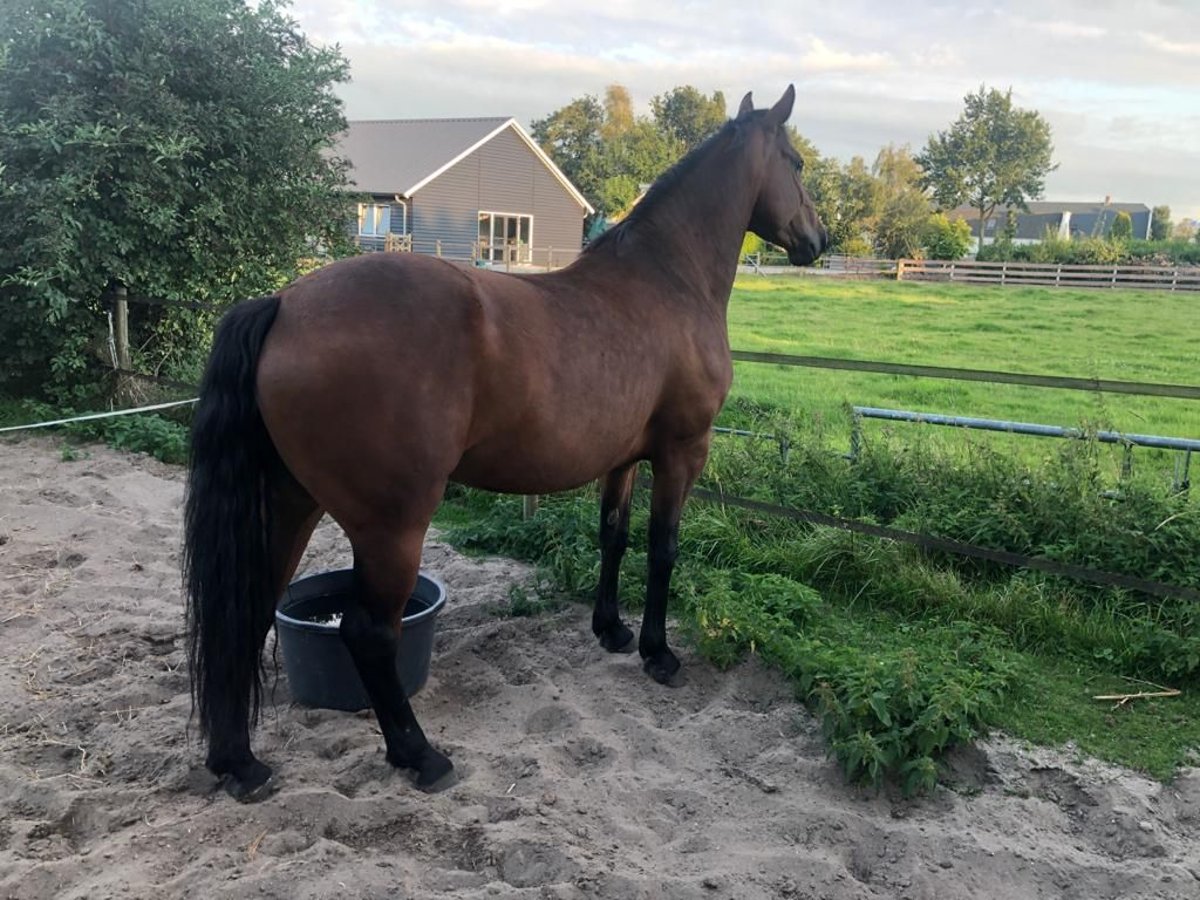 Quarter pony Croisé Hongre 9 Ans 156 cm Bai in Aarlanderveen