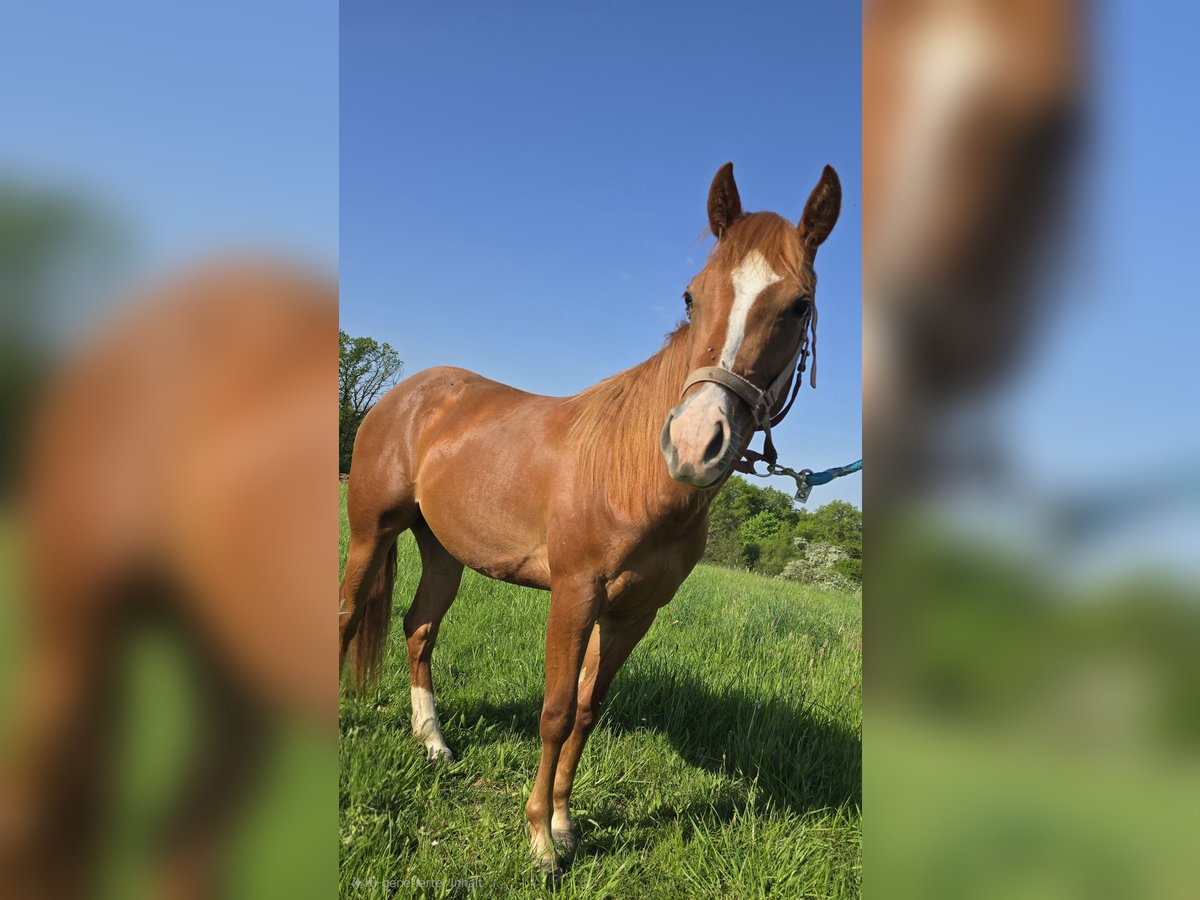Quarter pony Jument 2 Ans in Waldbröl