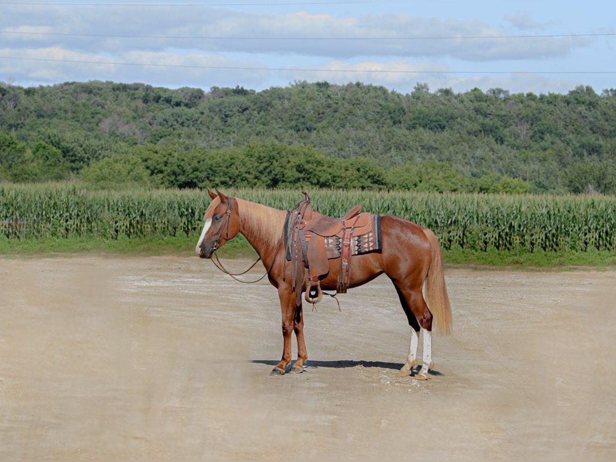 Quarter pony Croisé Jument 4 Ans 137 cm Alezan cuivré in Cannon Falls