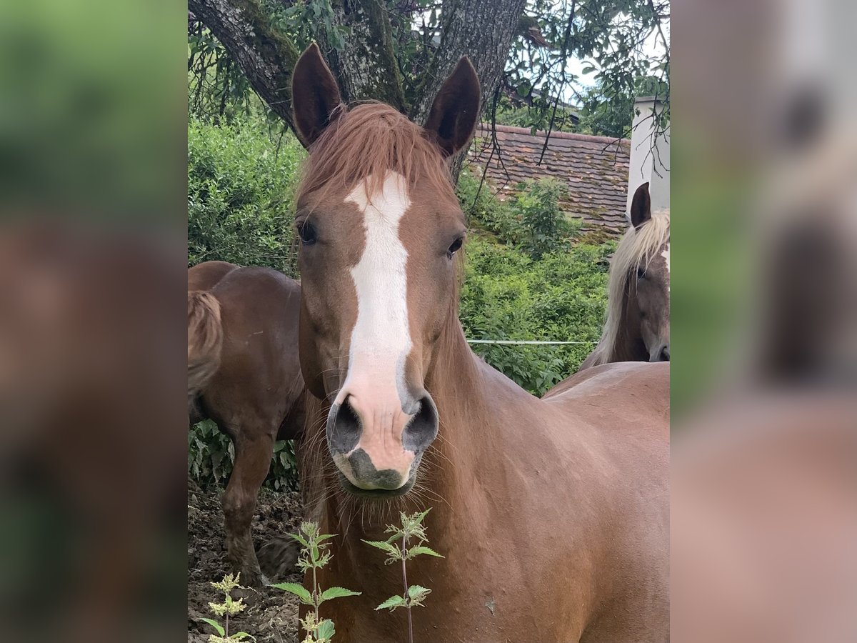 Quarter pony Jument 4 Ans 153 cm Alezan in EigeltingenEigeltiu