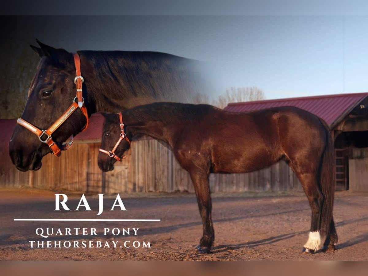 Quarter pony Jument 6 Ans 142 cm Noir in Fort Collins, CO