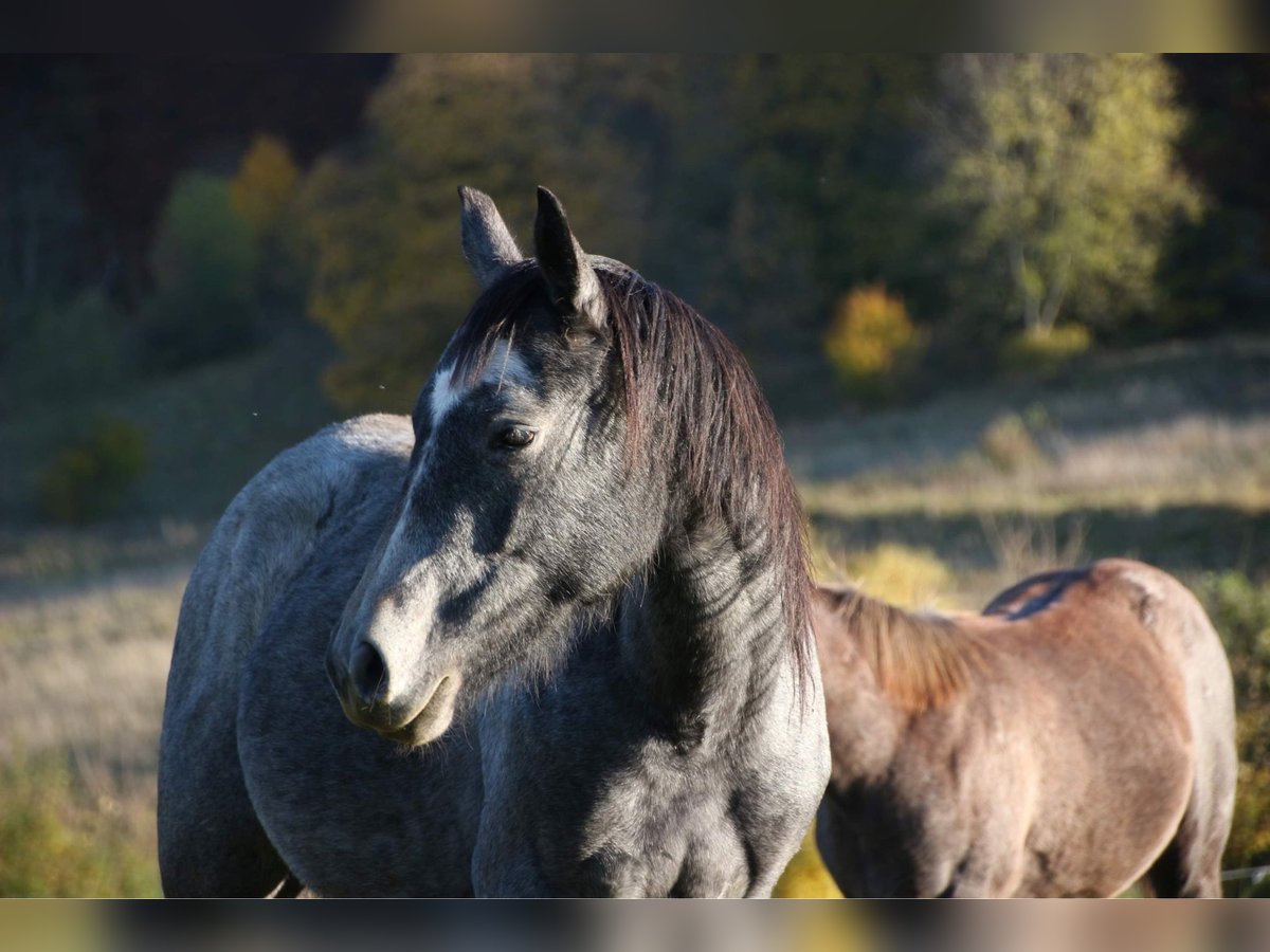 Quarter pony Jument 6 Ans 147 cm in Laasan
