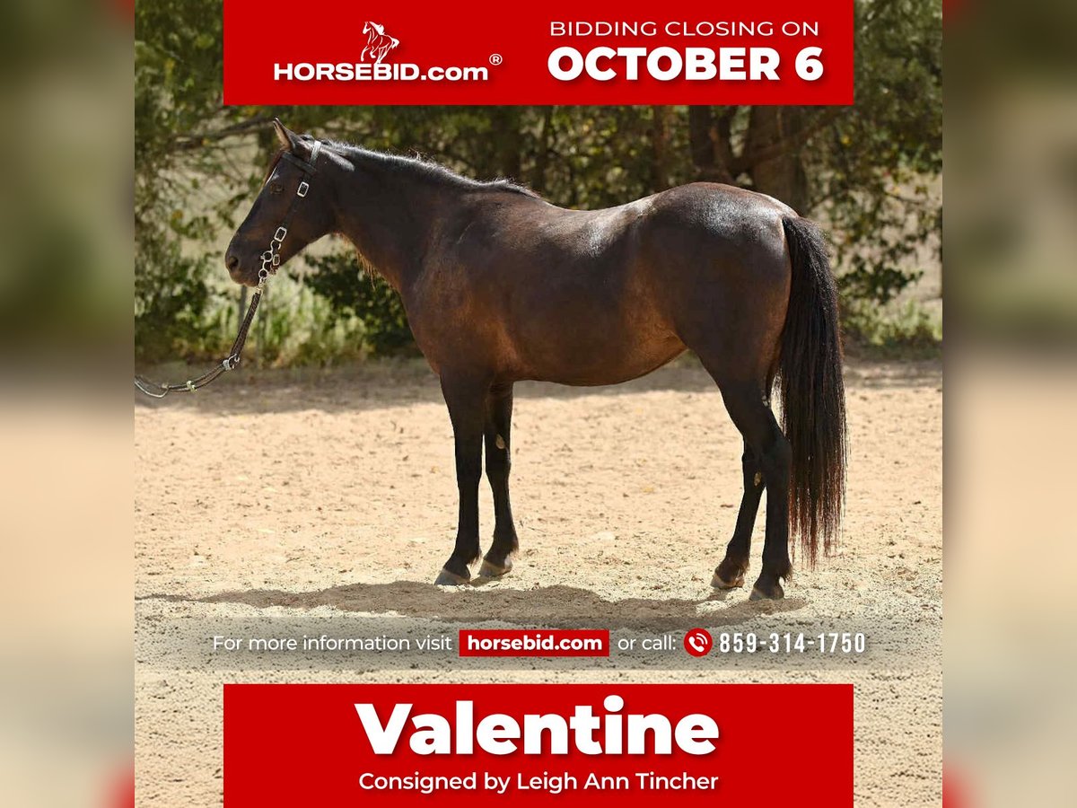 Quarter pony Jument 7 Ans 127 cm Bai brun in Richmond