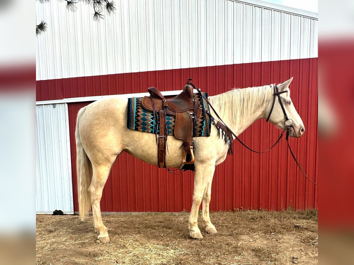 Quarter pony Jument 9 Ans in Los Angeles