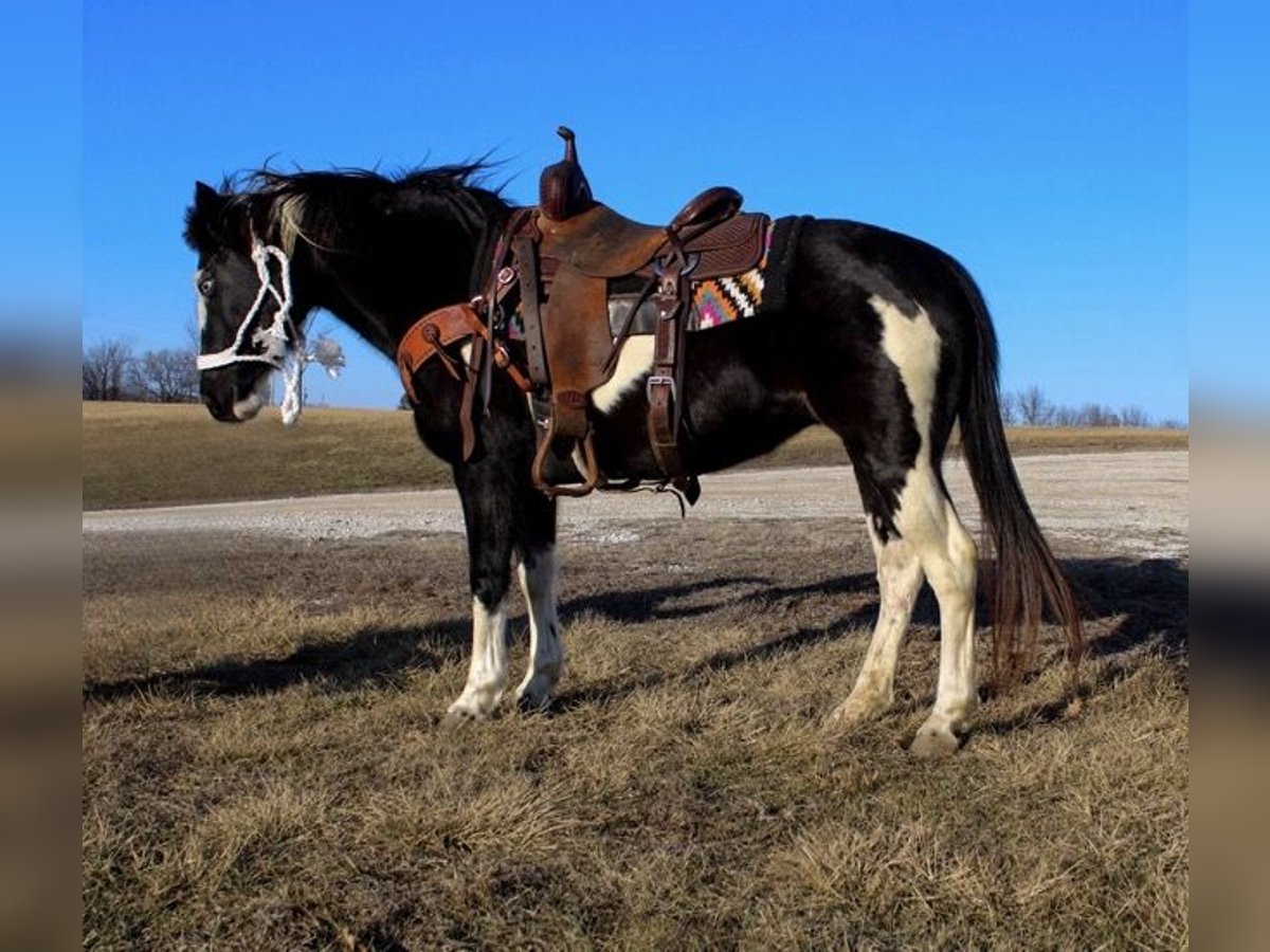 Quarter Pony Klacz 10 lat 132 cm Overo wszelkich maści in Atlanta