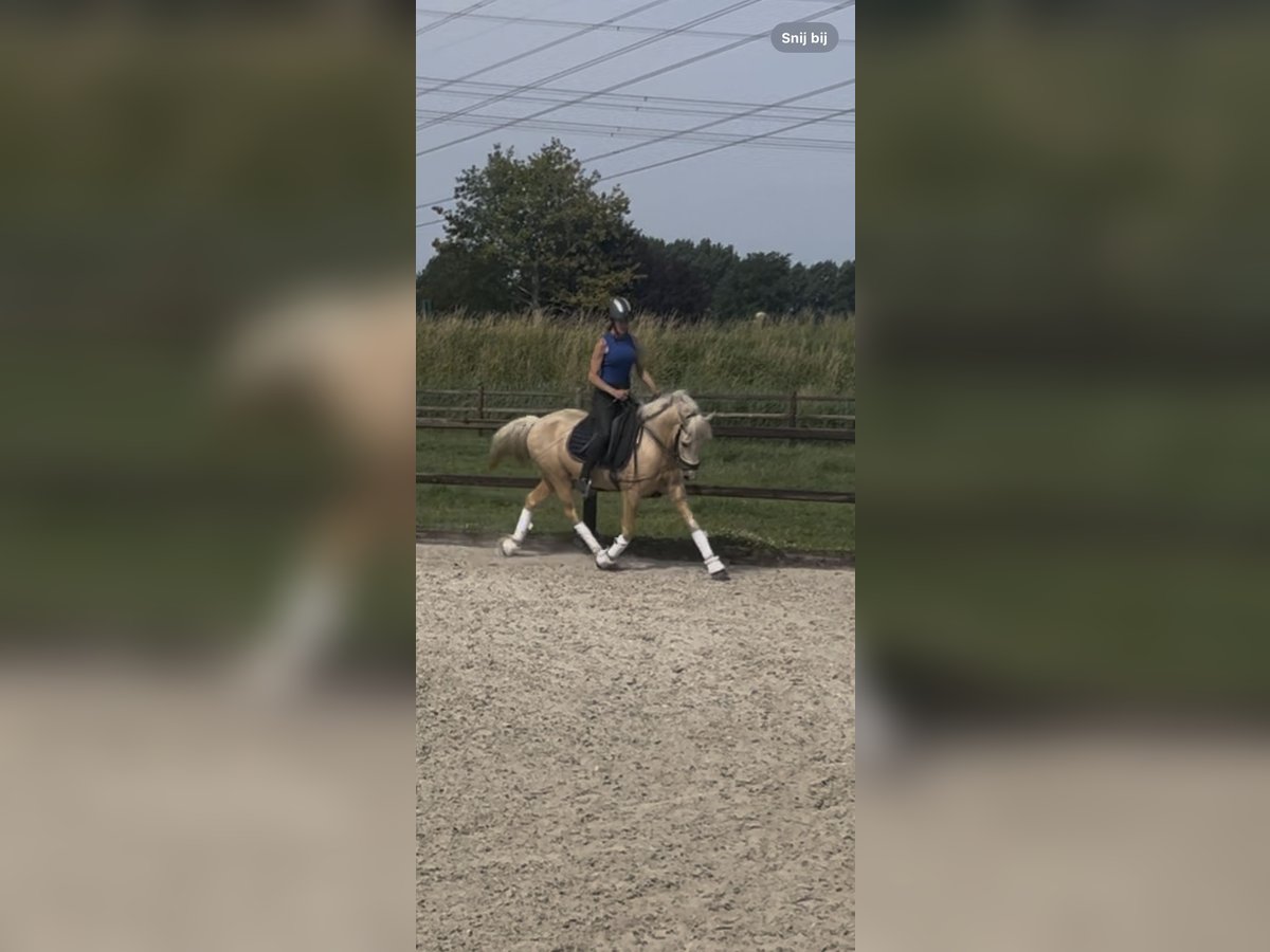 Quarter Pony Klacz 4 lat 147 cm Izabelowata in Roosendaal