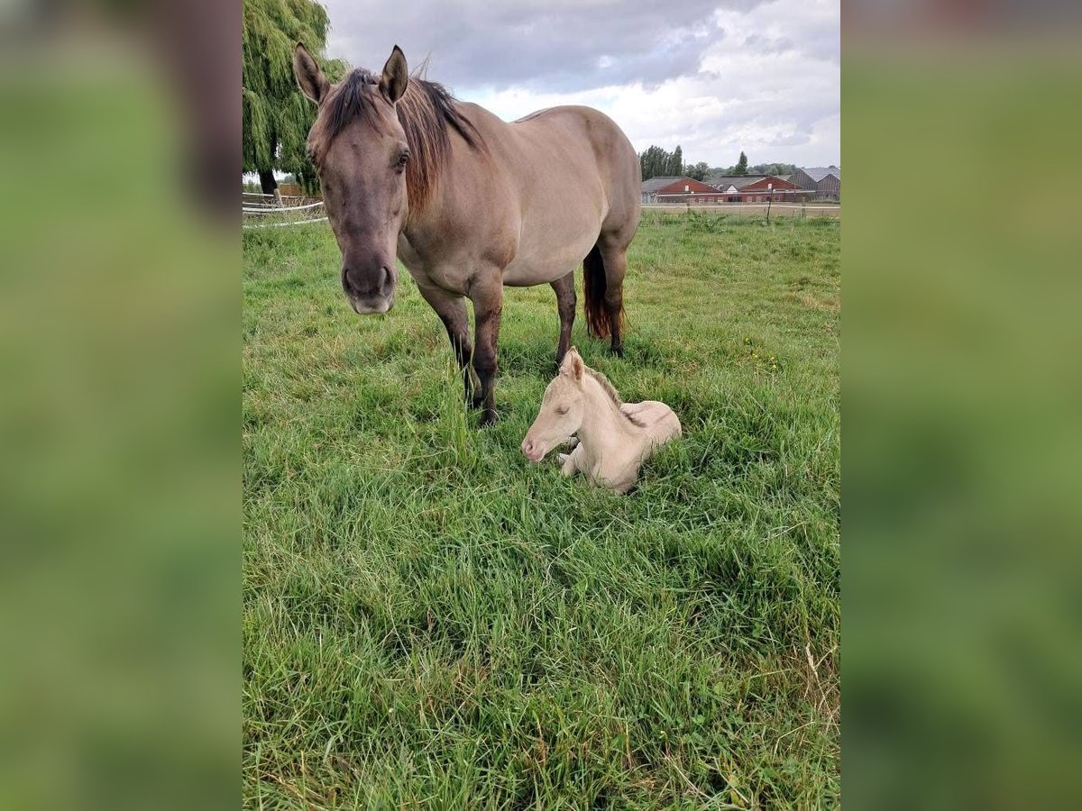 Quarter Pony Mix Klacz 6 lat 148 cm Grullo in Wervik
