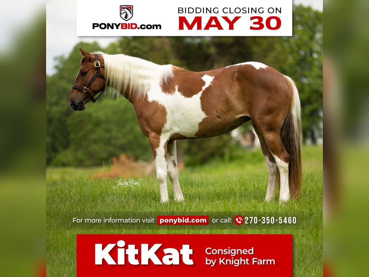 Quarter Pony Klacz 8 lat in Princeton, KY