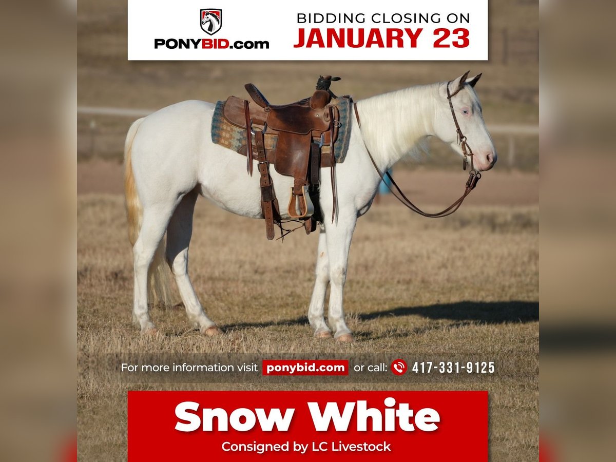 Quarter Pony Klacz 9 lat 130 cm Biała in Weatherford, TX