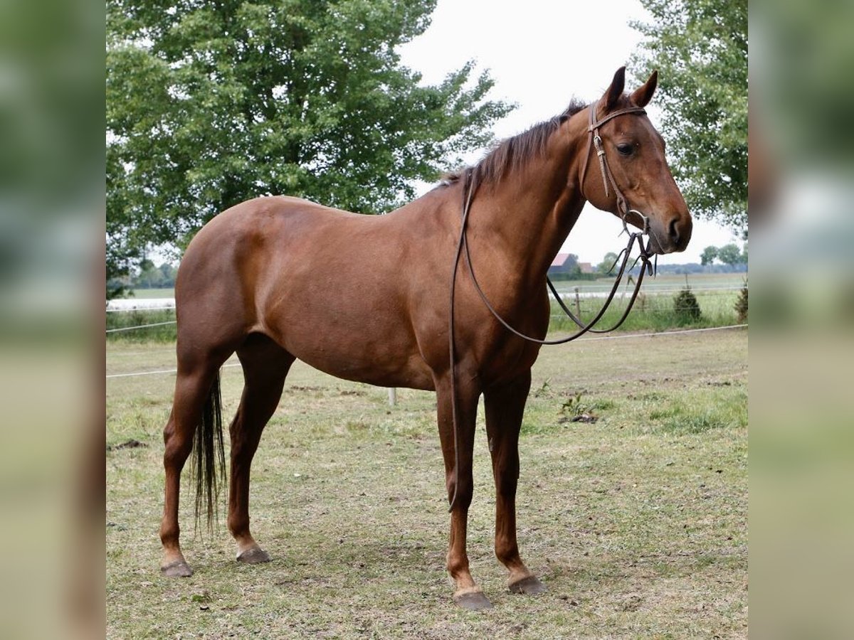 Quarter Pony Klacz 9 lat 147 cm Kasztanowata in Roosendaal