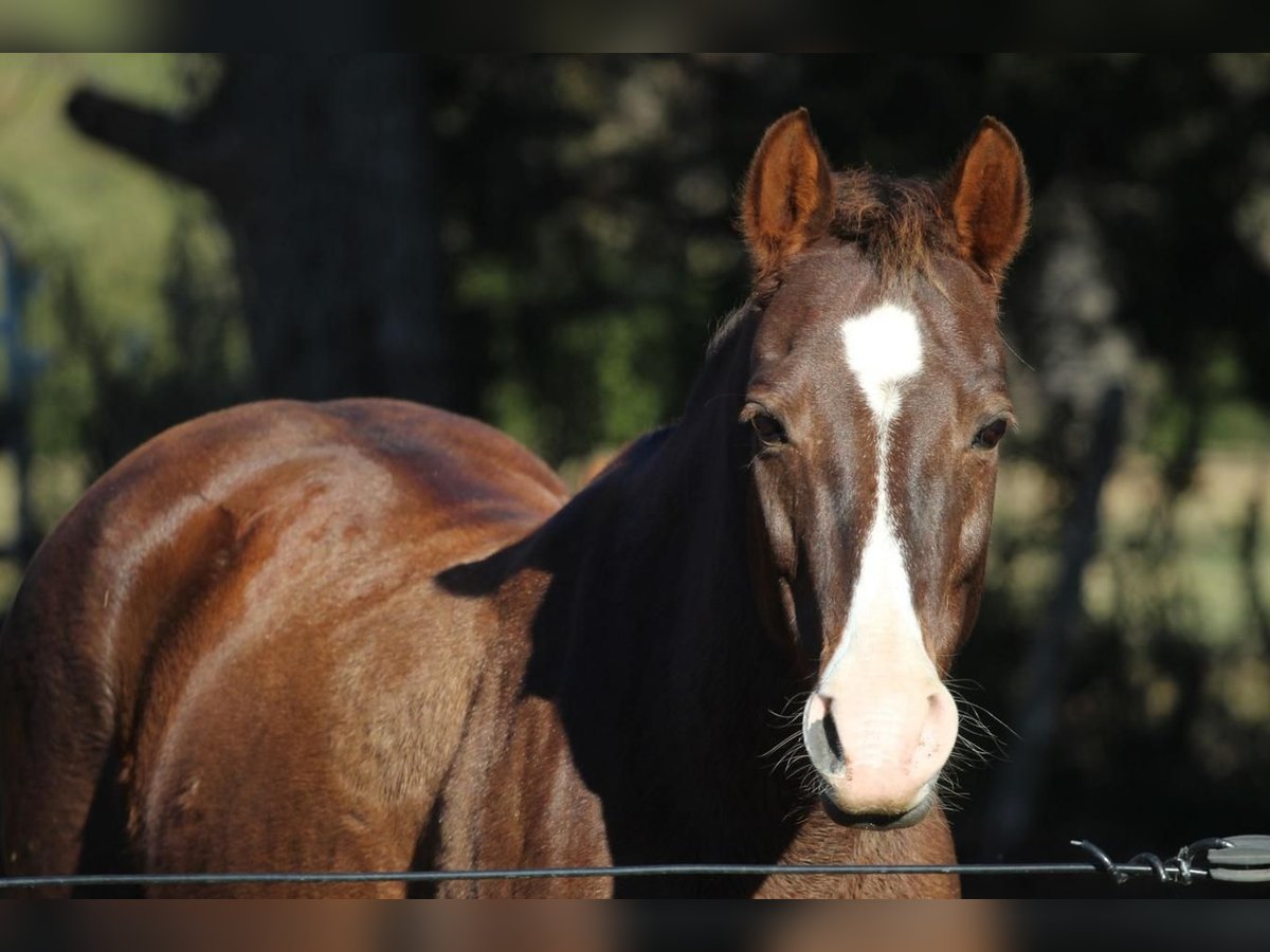 Quarter Pony Mare 10 years 14 hh Chestnut-Red in Donalds SC