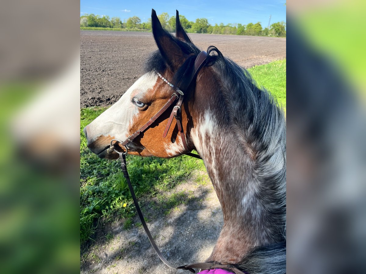 Quarter Pony Mare 11 years 15,1 hh Overo-all-colors in Klein Nordende