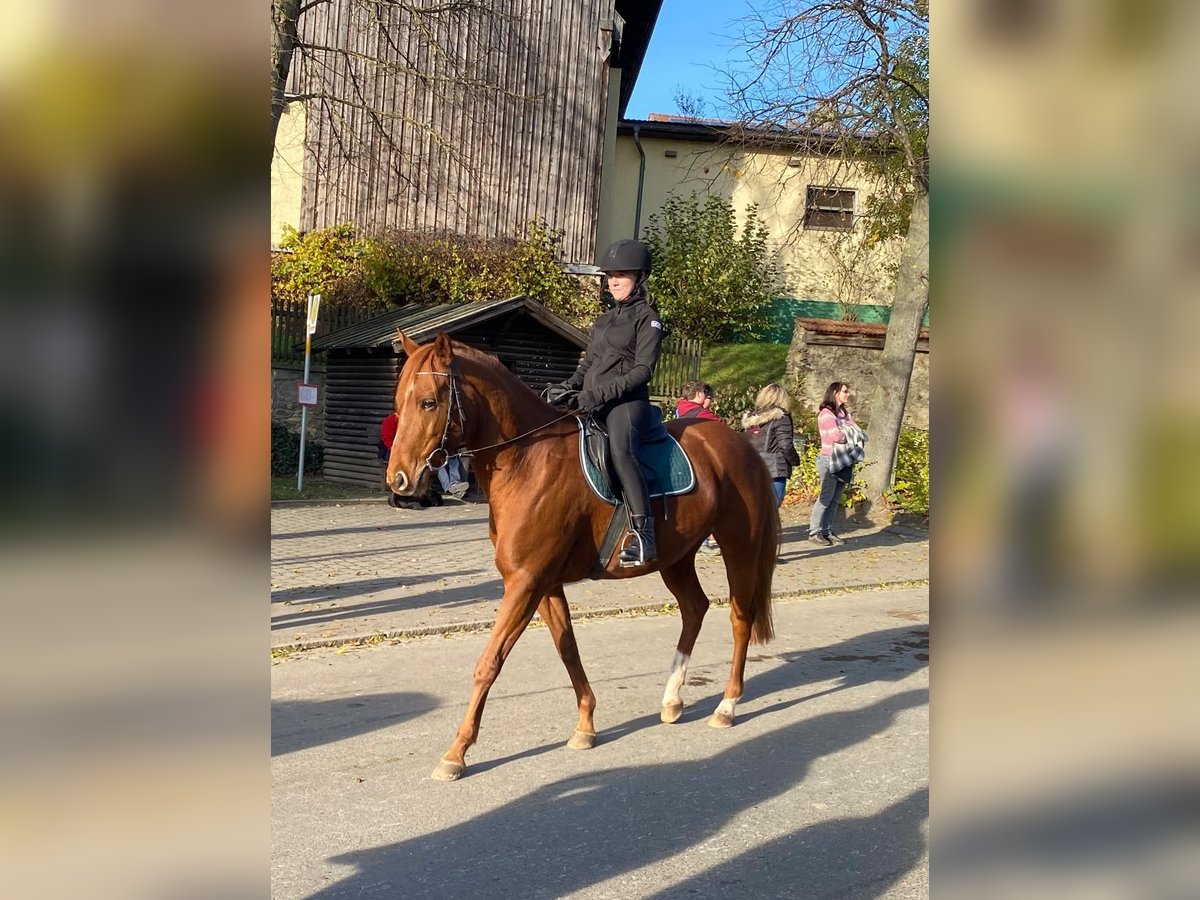 Quarter Pony Mix Mare 12 years 14,2 hh Chestnut-Red in Eschlkam