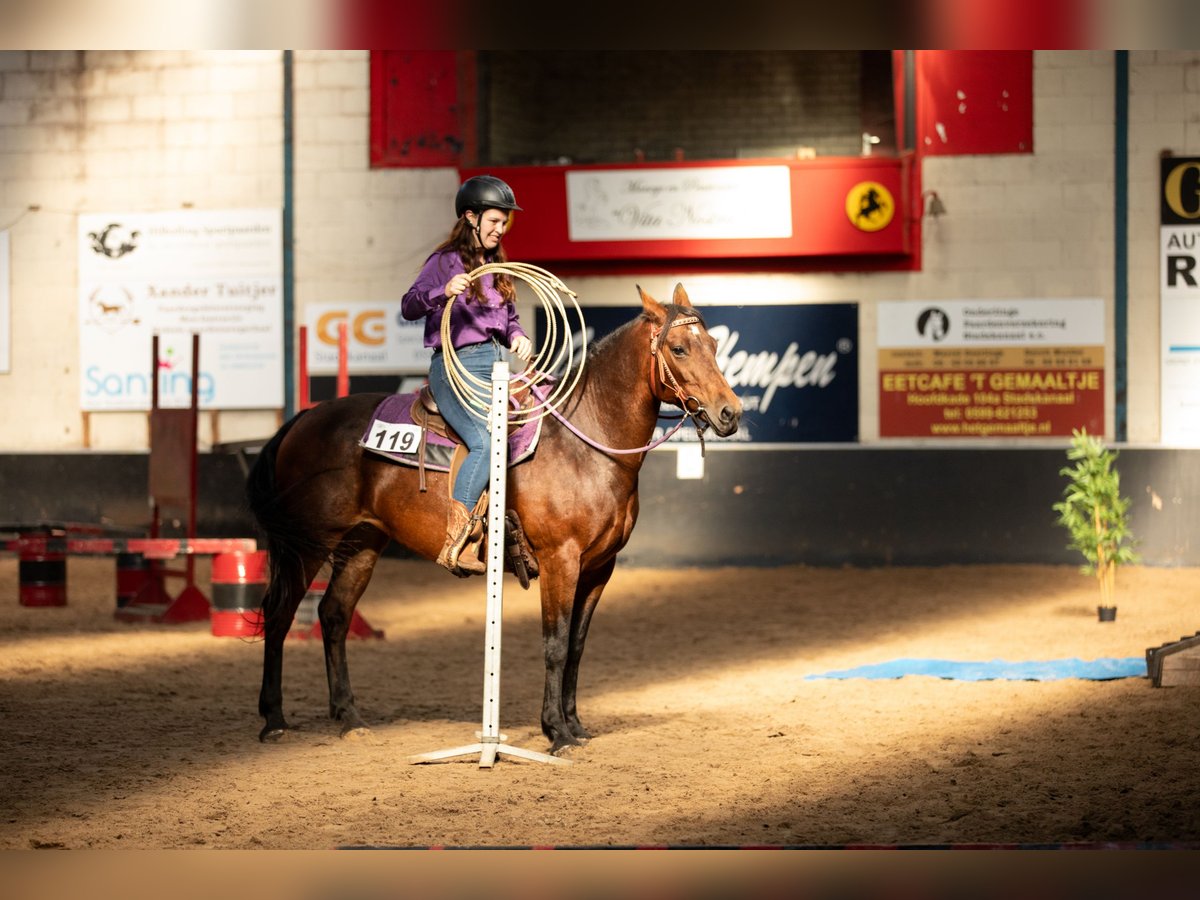 Quarter Pony Mix Mare 12 years 14,3 hh Brown in Weener