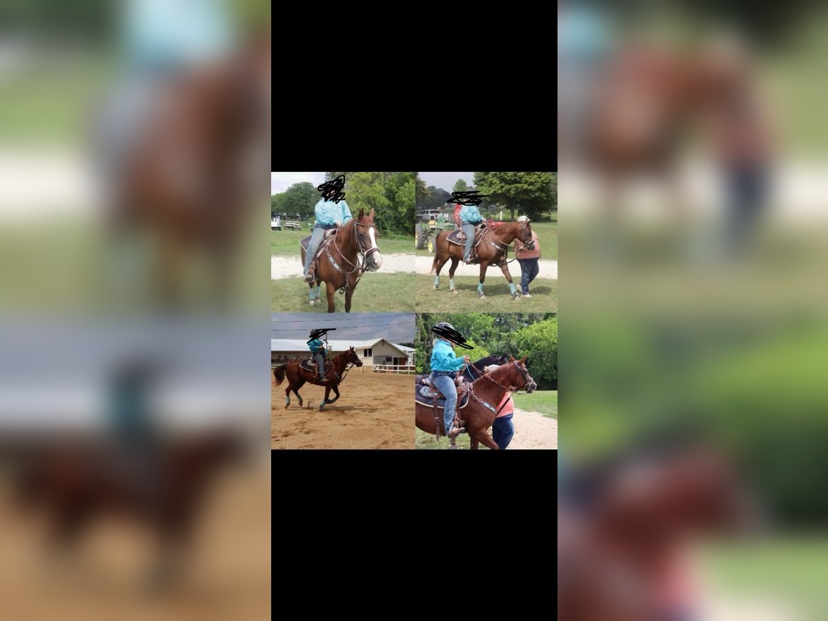 Quarter Pony Mix Mare 13 years 14 hh Chestnut in Plymouth