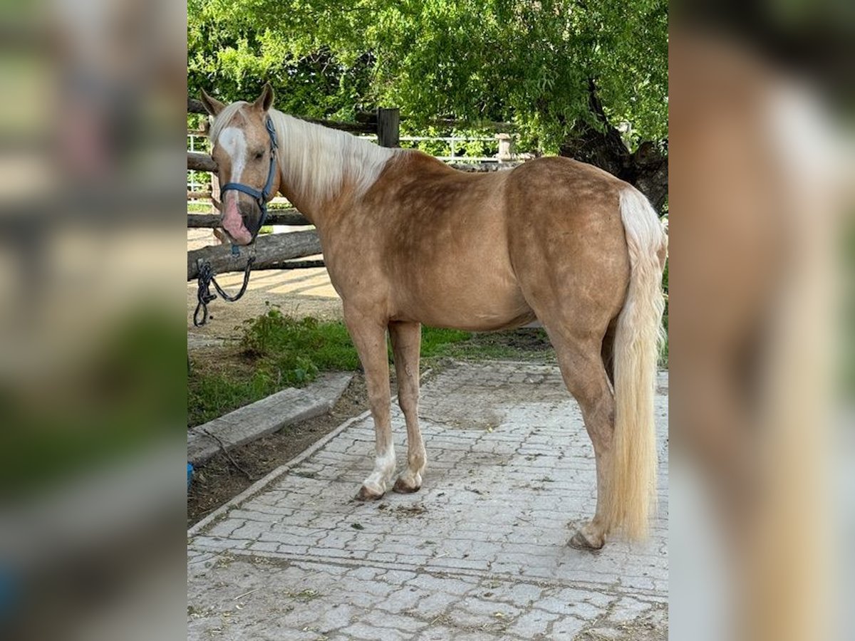 Quarter Pony Mare 16 years 14 hh Palomino in Wien