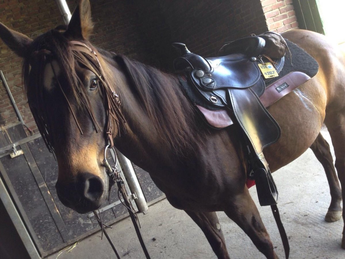 Quarter Pony Mare 16 years 15 hh Bay-Dark in Montfort