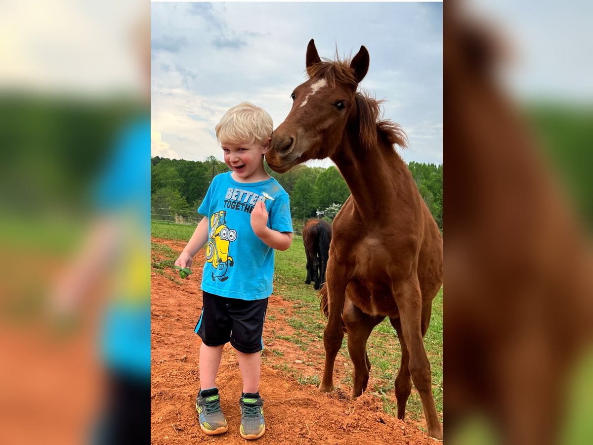 Quarter Pony Mare 1 year 13 hh Chestnut in Maiden