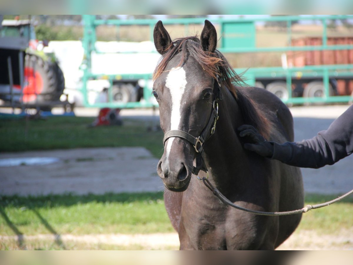 Quarter Pony Mix Mare 1 year 14,2 hh Black in Buchen (Odenwald)