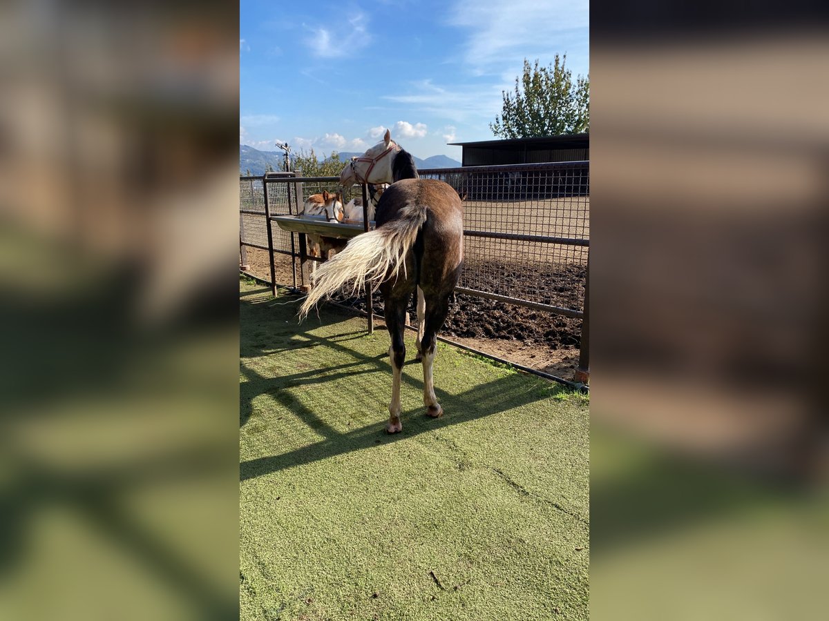 Quarter Pony Mare 1 year 14,1 hh Grey in Cava de tirreni