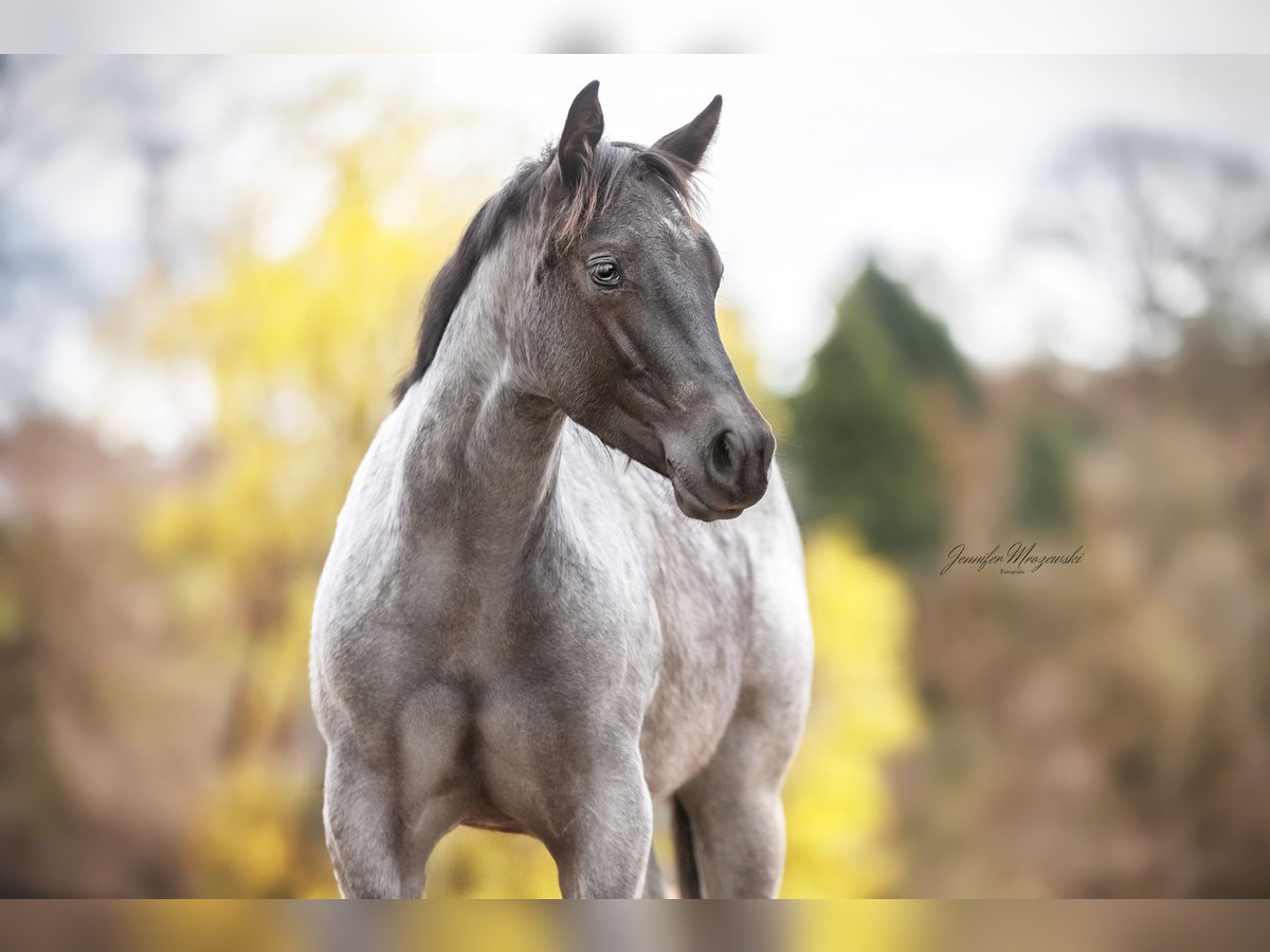 Quarter Pony Mare 1 year 15,1 hh Roan-Blue in Vlotho