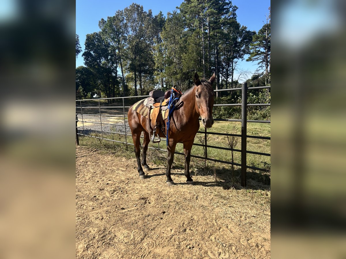Quarter Pony Mare 23 years Bay-Dark in Oxford,Ar