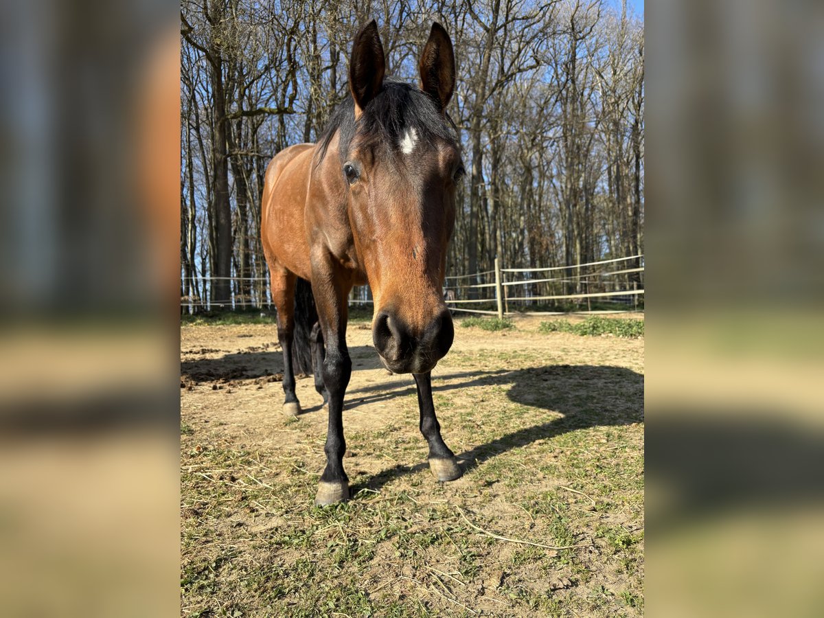 Quarter Pony Mare 4 years 14,1 hh Bay in Illerich