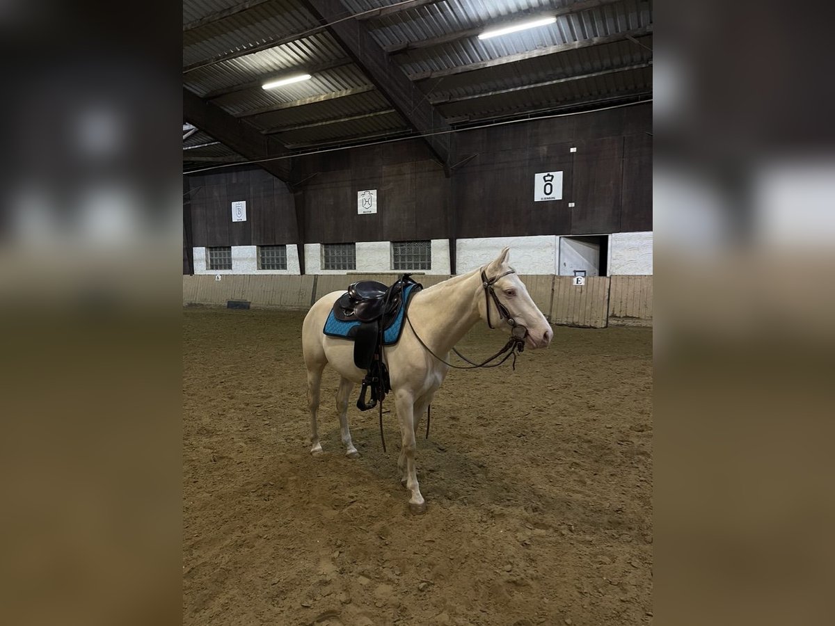 Quarter Pony Mare 5 years 13,3 hh Perlino in Lindlar