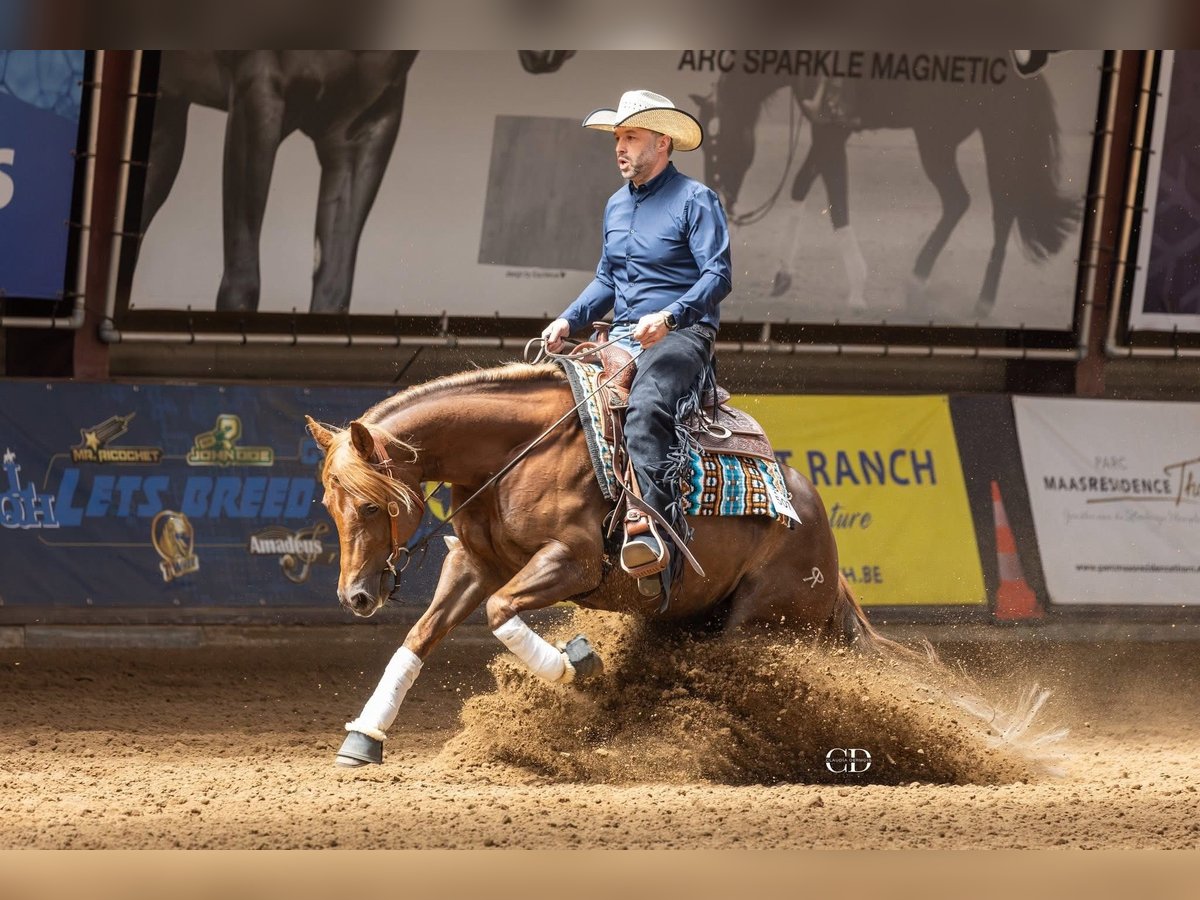 Quarter Pony Mare 5 years 14,1 hh Chestnut in Moordrecht