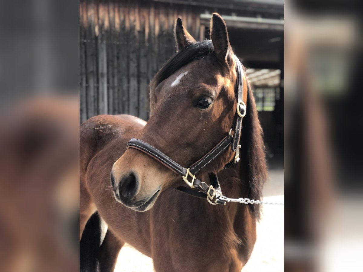 Quarter Pony Mare 5 years 15,1 hh Brown in Mainbernheim