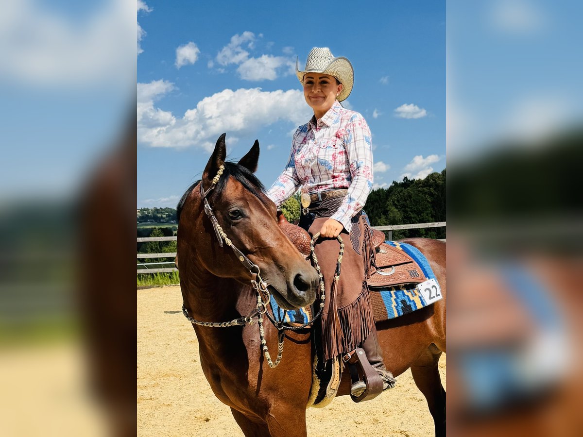 Quarter Pony Mare 7 years 14,2 hh Brown in Gutenberg