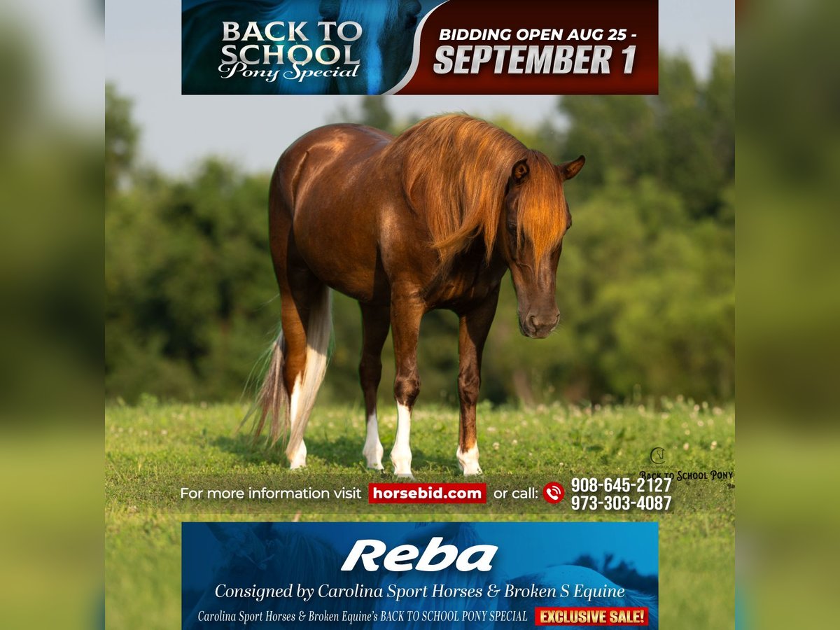 Quarter Pony Mare 8 years 13,1 hh Chestnut in Clover