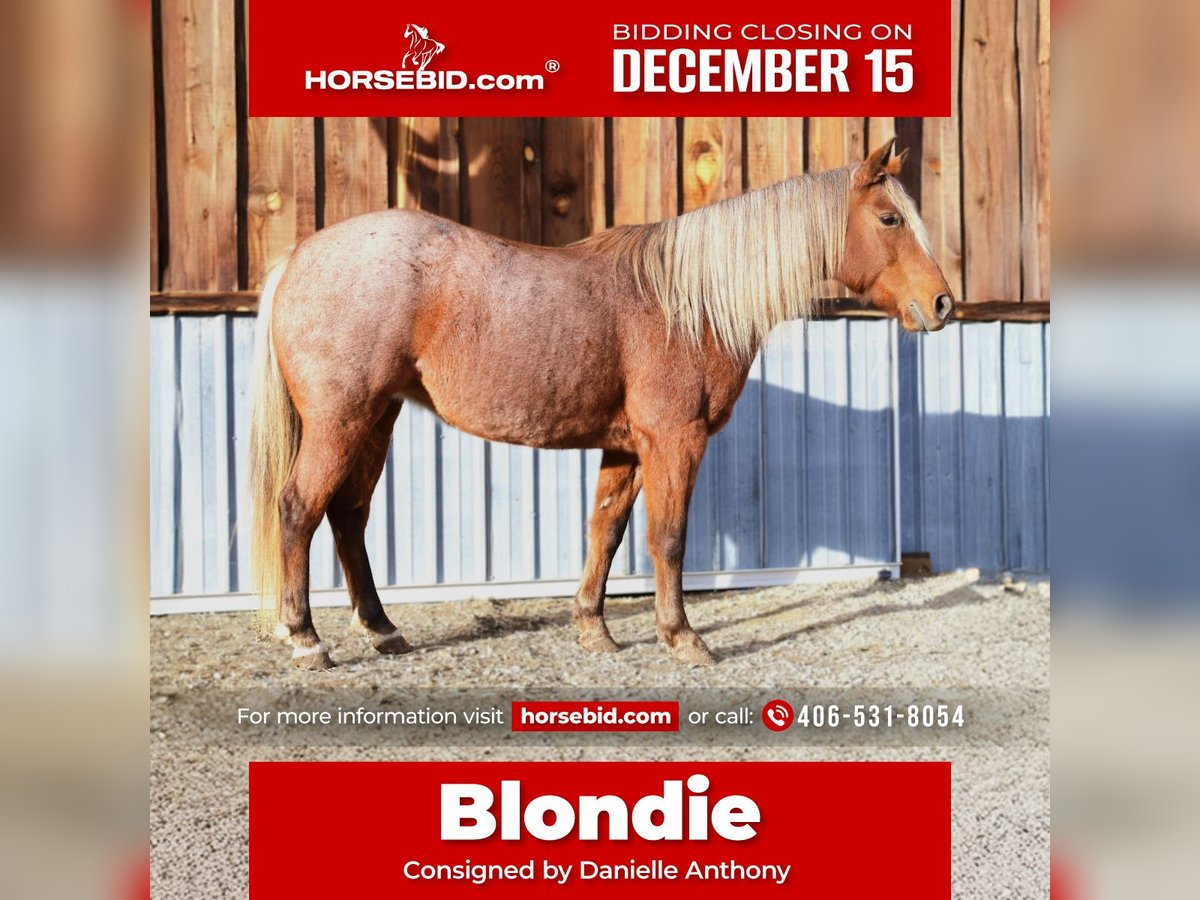 Quarter Pony Mare 8 years 13,1 hh Roan-Red in Hamilton