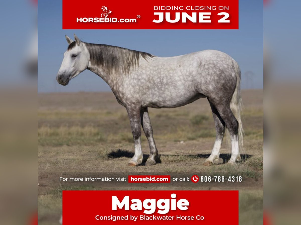 Quarter Pony Mare 8 years 13,2 hh Gray in Canyon, TX