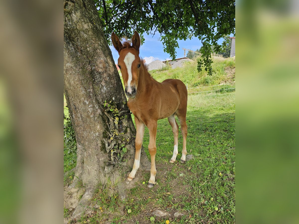 Quarter Pony Mix Mare Foal (05/2024) 14,1 hh Chestnut-Red in Konzell