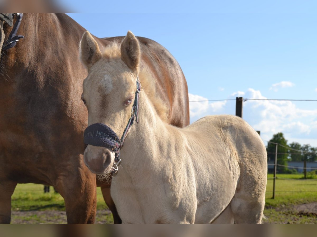 Quarter Pony Mare  Perlino in Voltlage