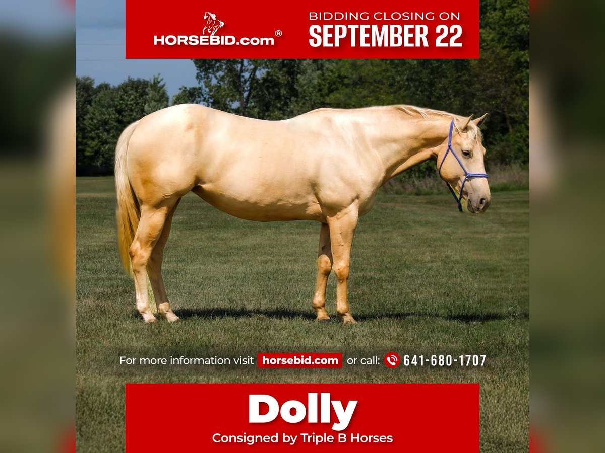 Quarter Pony Merrie 10 Jaar 145 cm Palomino in Plano