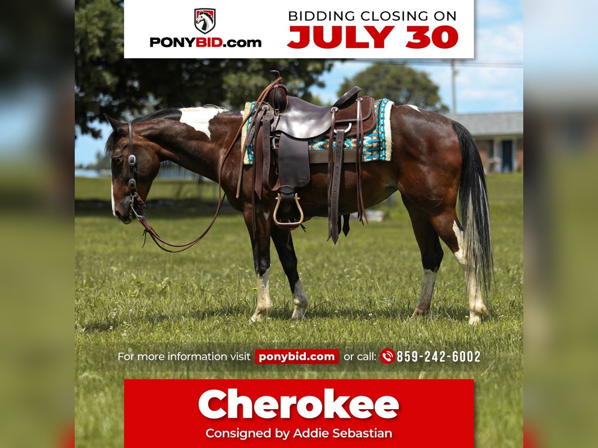 Quarter Pony Merrie 12 Jaar 137 cm in Falmouth, KY