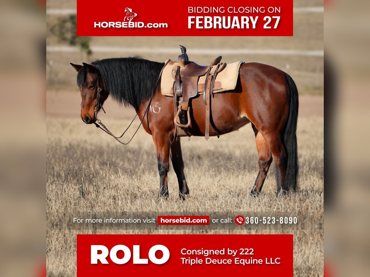 Quarter Pony Merrie 13 Jaar 142 cm Roodbruin in Weatherford, TX