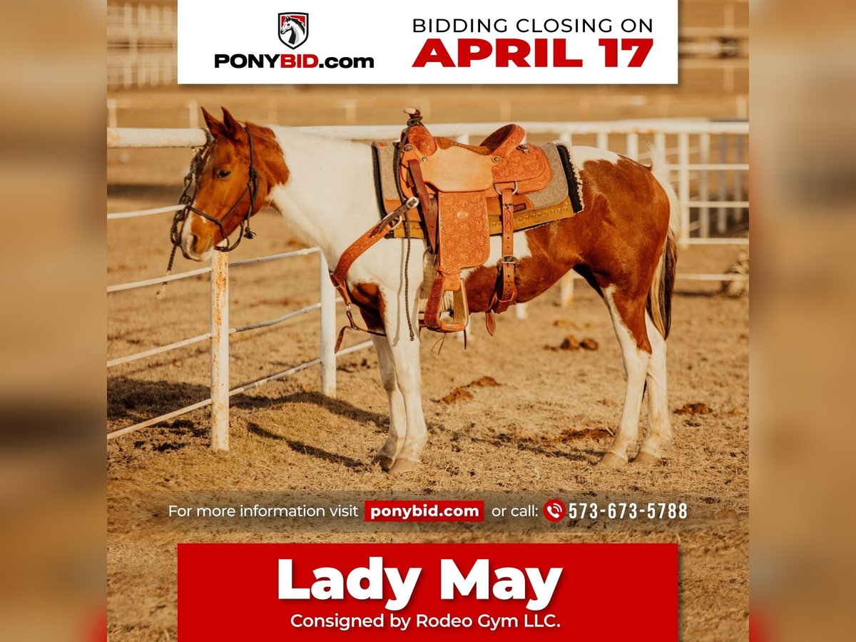 Quarter Pony Merrie 13 Jaar in Rockwall, TX