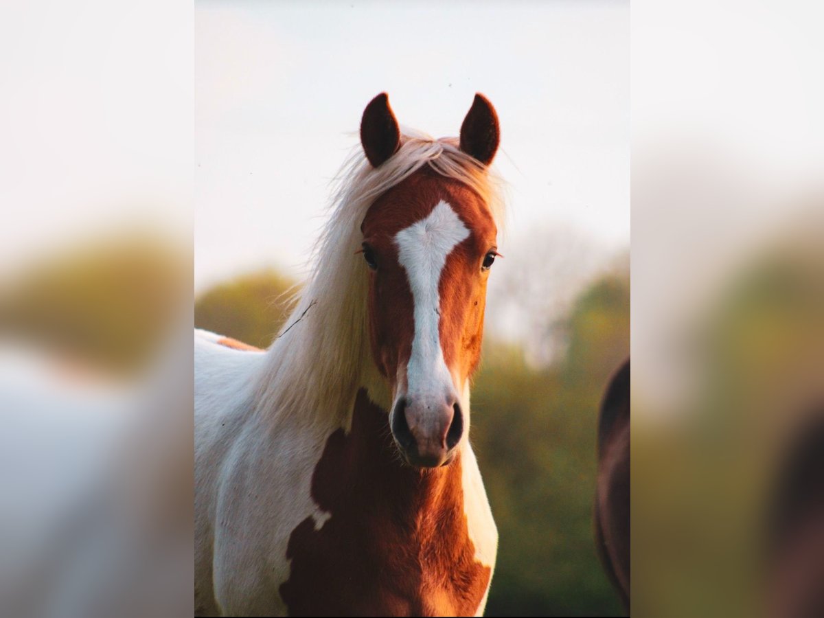 Quarter Pony Merrie 1 Jaar 135 cm Gevlekt-paard in Hüttenrode