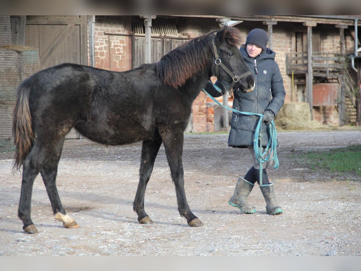 Quarter Pony Mix Merrie 1 Jaar 150 cm Zwart in Buchen (Odenwald)