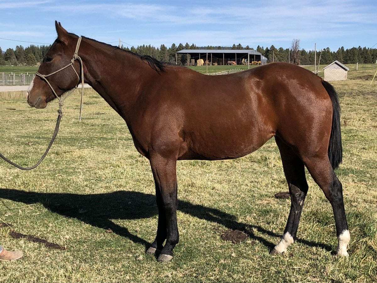 Quarter Pony Merrie 2 Jaar in Conyers