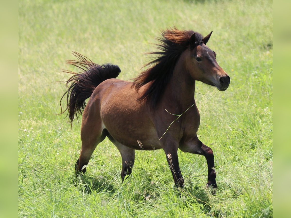Quarter Pony Merrie 4 Jaar 125 cm Bruin in Waldshut-Tiengen